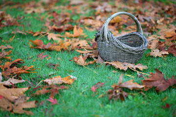 Empty Basket On Grass In Leaves