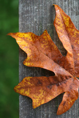 Fototapeta premium Autumn Leaf on Wood