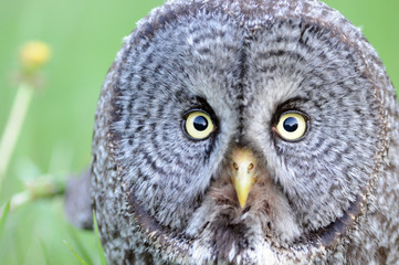 Owl Close-Up Portrait