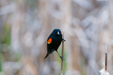 Agelaius phoenicus