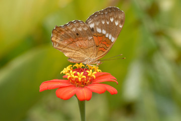Anartia amathea
