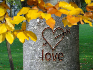 Herz in Baumrinde geritzt