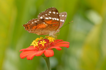 Nartia amathea
