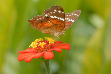 Anartia amathea