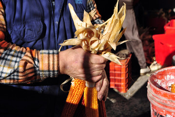 yellow corn © Matteo F.