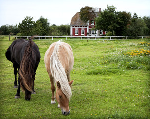 Rømø horses