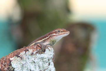 Anolis auratus - (Polychrotidae sauria)