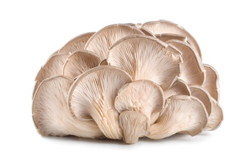 Fototapeta na wymiar Raw oyster mushroom isolated