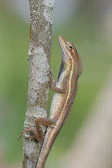 Anolis auratus - (Polychrotidae sauria)