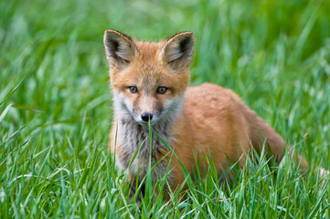 Fototapeta premium cuccioli di volpe