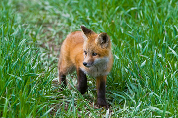 cuccioli di volpe