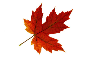 Naklejka na ściany i meble Single Maple Leaf Changing Fall Color 2