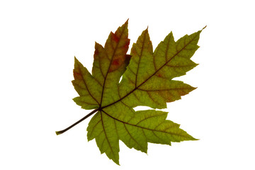 Single Maple Leaf Changing Fall Color