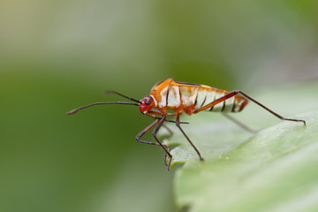 dysdercus albofasciatus