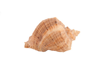 seashell