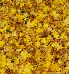 mostly yellow carpet of autumn leaves