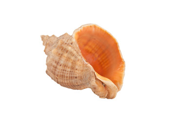 Seashell