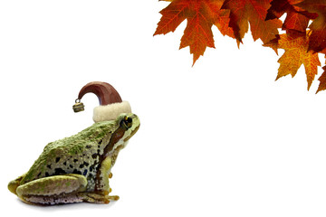 Christmas Tree Frog Sitting with Red Maple Leaves