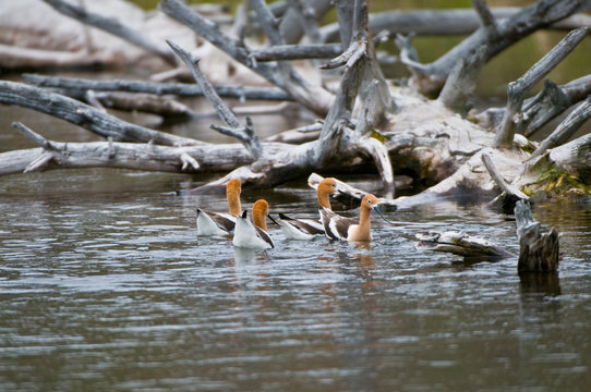 recurvirostra americana avocetta americana