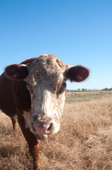 Portrait of grass fed cow covered with flies
