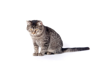 Tabby sitting sitting on white