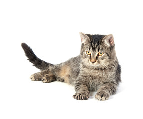 Tabby kitten on white background