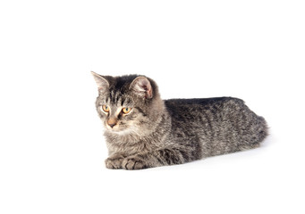 Fototapeta premium Tabby kitten on white background