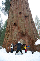 Family hugging sequoia tree