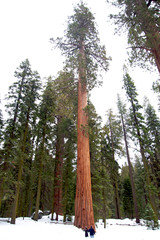 Giant sequoia tree