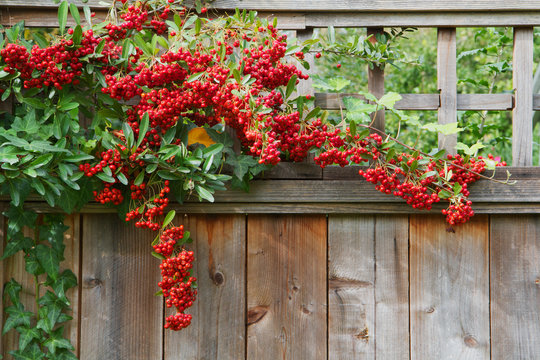 Red pyracantha berries fence close