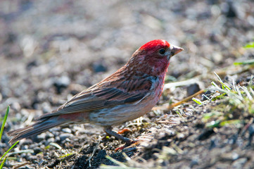 Carduelis Flammea