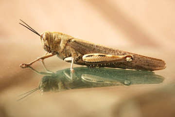 Grasshopper