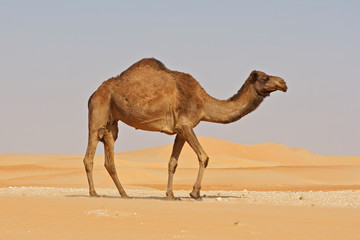 Fototapeta premium Empty Quarter Camel