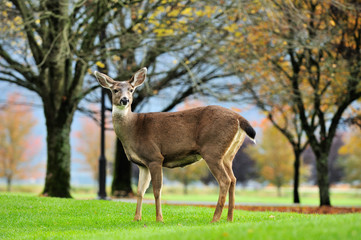 deer in the autumn field