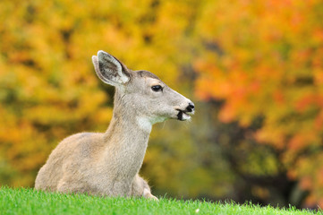 fawn and maple tree background