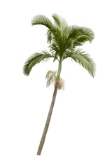 Naklejka premium Palm tree isolated on white background