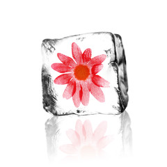 Blühte im Eiswürfel