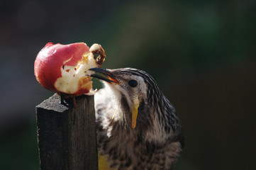 Naklejka premium Yellow Wattlebird