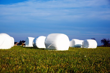 Silageballen auf der Wiese 716