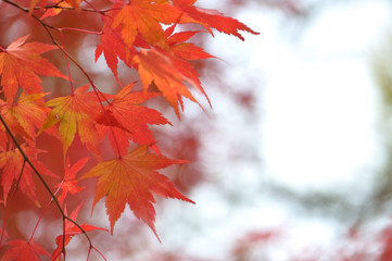 紅葉　こうよう