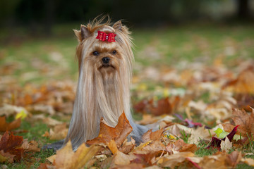ambiance romantique pour le yorkshire terrier