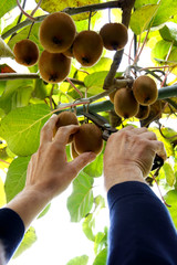 Kiwi