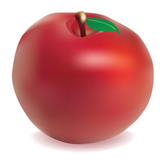 Red Apple Vector Isolated on white