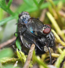 Plujki Calliphoridae