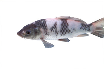 Big colorful Koi carp