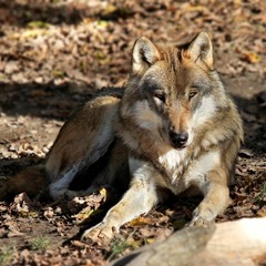 Fototapeta premium Le loup gris
