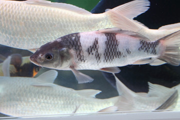 Big colorful Koi carp