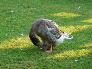 Gans beim putzen 1