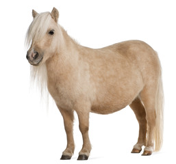 Palomino Shetland pony, Equus caballus, 3 years old, standing