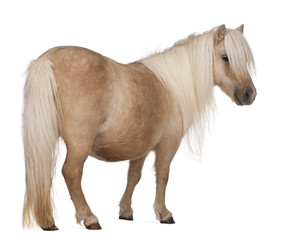 Palomino Shetland pony, Equus caballus, 3 years old, standing
